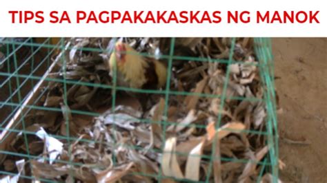 ipot ng manok in english|Ipot ng manok in english in English with examples .